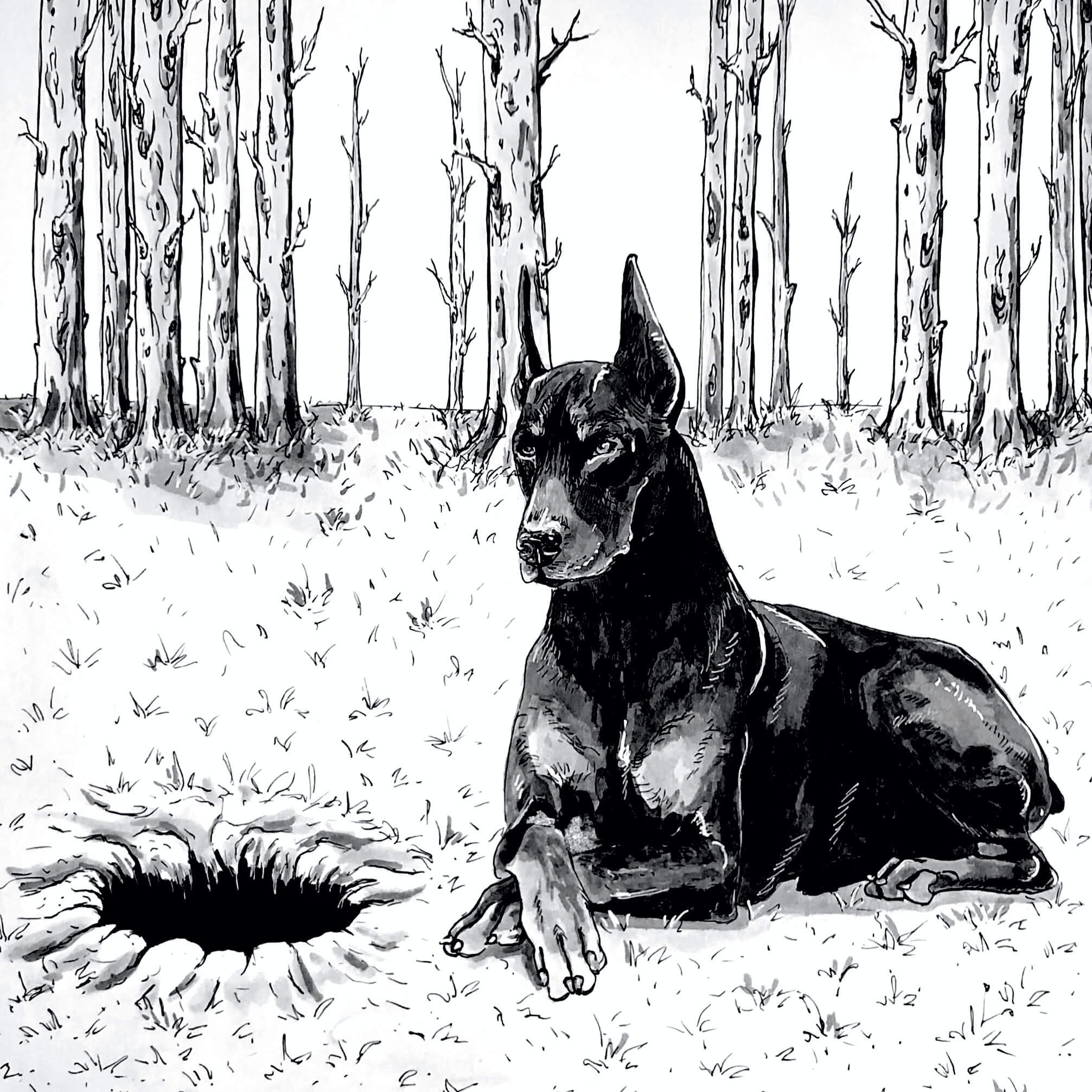 Illustration of a Doberman lying next to a hole in a forest